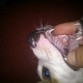 sus dientes de leche